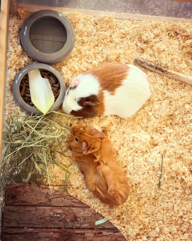 Avec un peu d’avance sur mon anniversaire, j’ai reçu mon cadeau de ma meuf 😍 
Elle a su que j’en rêvais et elle n’a pas hésité une seconde à me faire ce plaisir 🥰 (encore merciiiiiii)
Voici donc nos 2 nouveaux copains 🐹 Tic & Tac 🐹 
J’ai reçu plein de propositions en stories et j’ai été bien étonnée que personne ne le propose alors que c’est banal 😅 Merci d’avoir joué le jeu ! 
_____________________
Qui d’autres a des animaux à la maison ? Dis-moi tout !