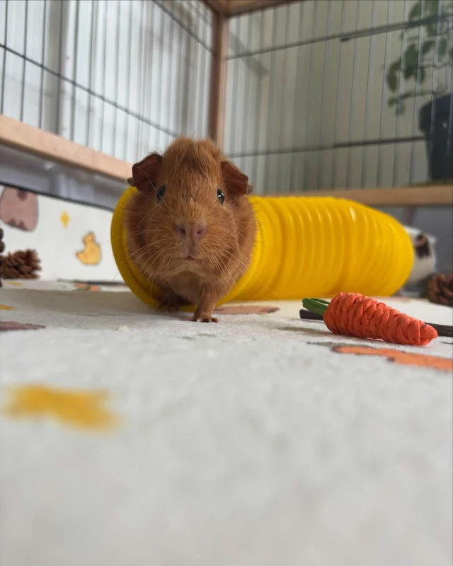 📸 Recap du week-end 📸

🐹 Des cochons d’Inde 
😱 trop de cheveux blancs 
🌻 profiter au soleil 
☀️ garder les filles de mon frère 😍 et donc profiter entre cousins et cousines. 
🎨 du bricolage pour Num7
🧺 du menage et du linge bien sûr 
🔅du baseball avec entraînement samedi, tournoi dimanche 
🏆 Gagner tous les matchs du tournoi et finir premier. Une jolie journée pour nos 4 sportifs concernés. 
Et un week-end qui a filé vitesse grand V

🎤 Et toi ton week-end ? Ça a été ? Pas trop chargé ?